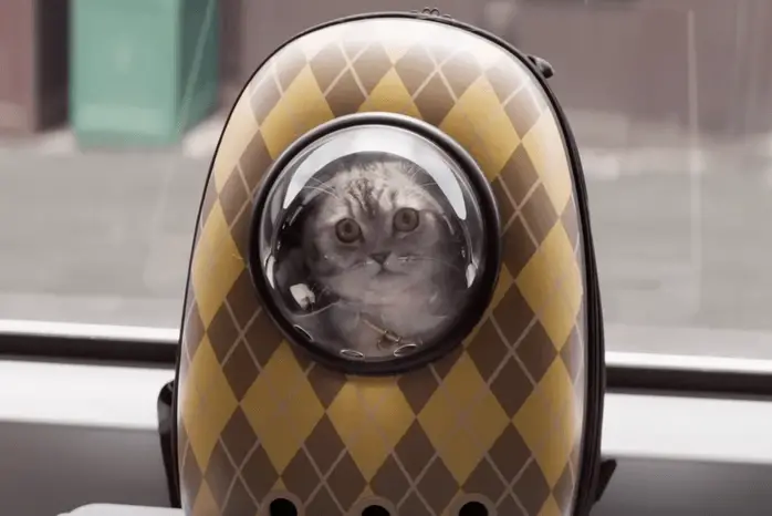 A cat in a backpack in a still from the <a href=