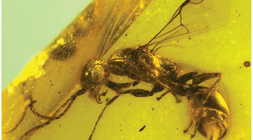 Kehribarda 100 milyon yıllık yaban arısı türü keşfedildi