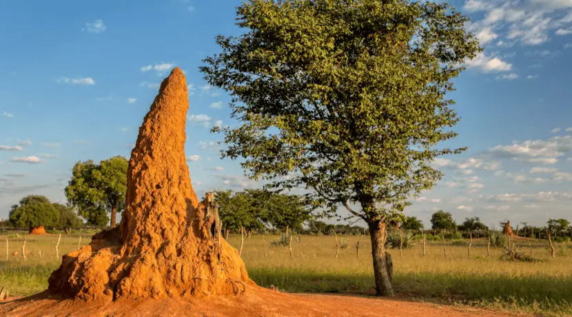 Earth’s oldest active termite mound discovered in South Africa
