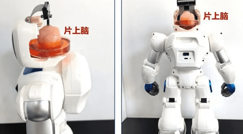 Robot with living brain built in China